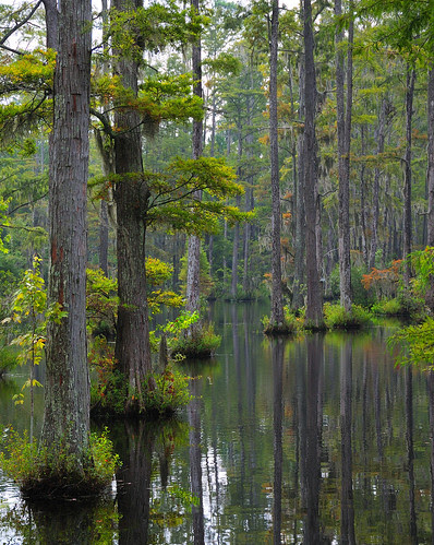 Cypress Reflections