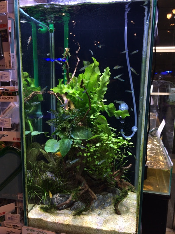 パウパウアクアガーデンに行ってみた 今日も楽園をつくる