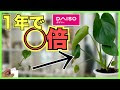 画像をダウンロード ダイソー 観葉植物 モンステラ 298699