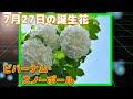 √ダウンロード 7 月 27 日 誕生 花 302963