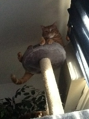 Ptw Ceiling cat