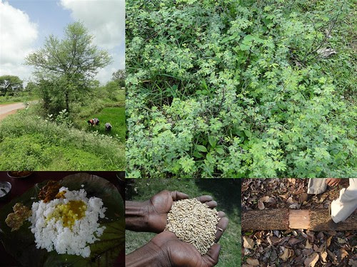 Medicinal Rice Formulations for Diabetes Complications and Heart Diseases (TH Group-57 special) from Pankaj Oudhia’s Medicinal Plant Database by Pankaj Oudhia
