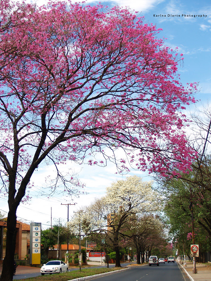 Arbol rosado