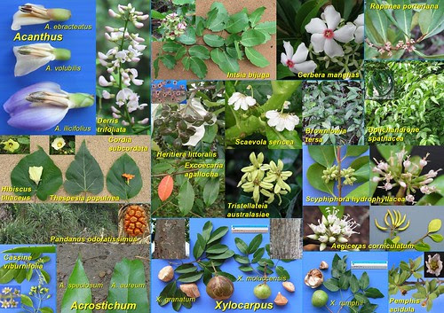 Comparative Guide to Mangroves by JWH Yong