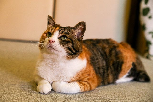 札幌の猫カフェ 福猫茶房 に行ってきたよ ロプログ