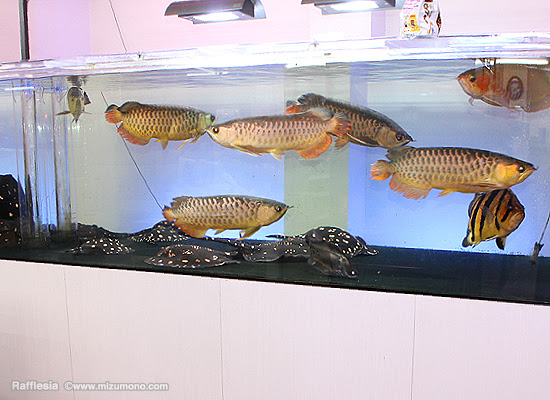 第10回 アロワナと混泳できる淡水エイ アジアアロワナの基礎知識 熱帯魚のことなら みずものコム