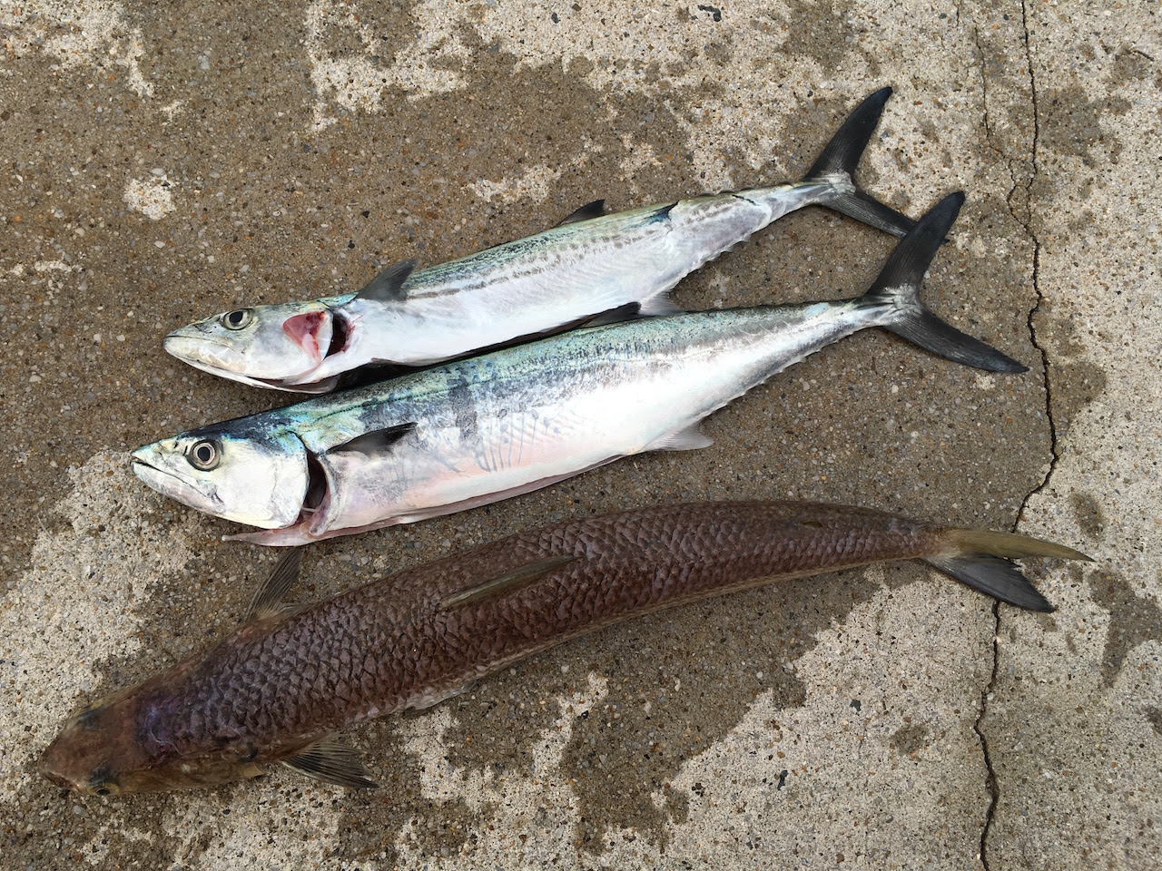 サゴシの酢じめ 新鮮な魚はやっぱり美味い