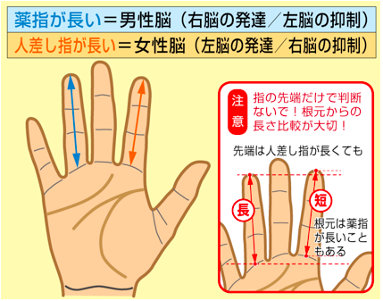 手相 薬指と人差指 どちらが長い 男性脳 女性脳 占いtv