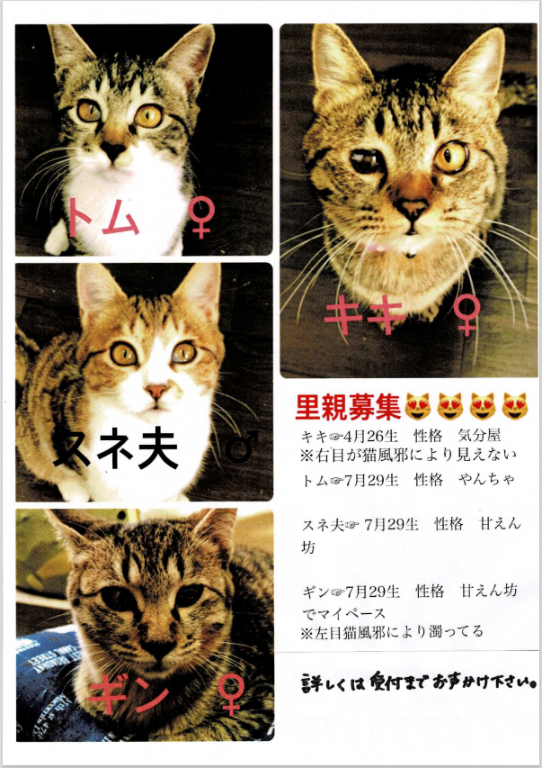 里親・迷子│愛知県知多郡阿久比町・リリー動物病院│ペットの病気治療 