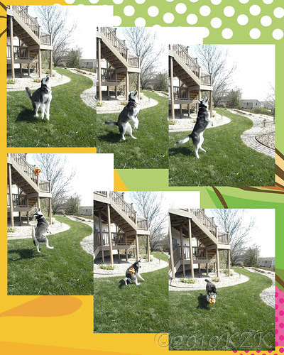 CollageDaveToyAPR10_1