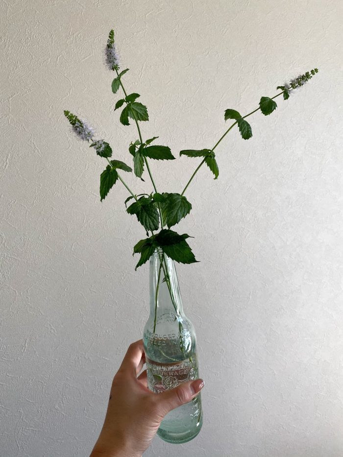 ミントの花が咲きました Stylez ナホのブログ