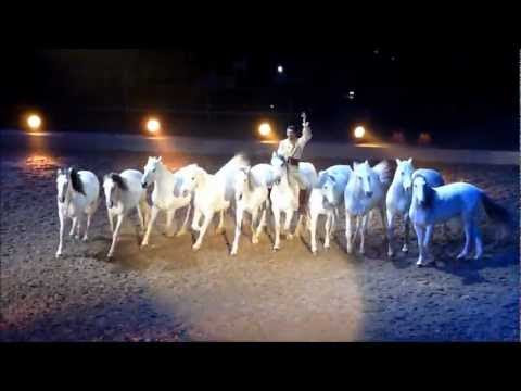 Horse Trailers  Sale on 2011  Hd    Dancing Horse  Friesian Horses  Dzhigit  White Lusitano