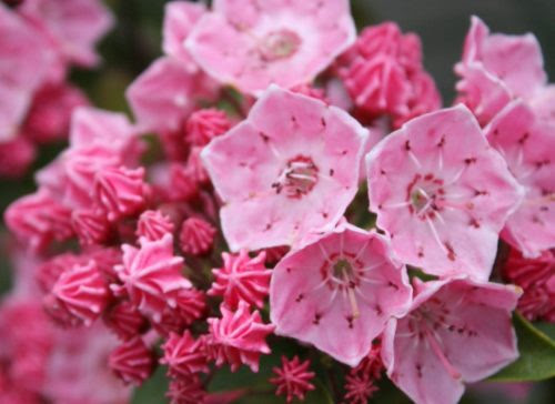 ピンク色のカルミアの花言葉の意味や由来とは 植物navi