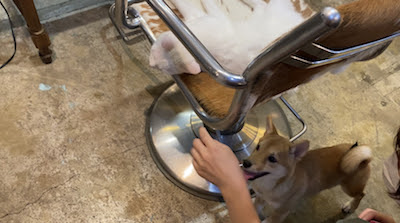 Aletta Official Blog