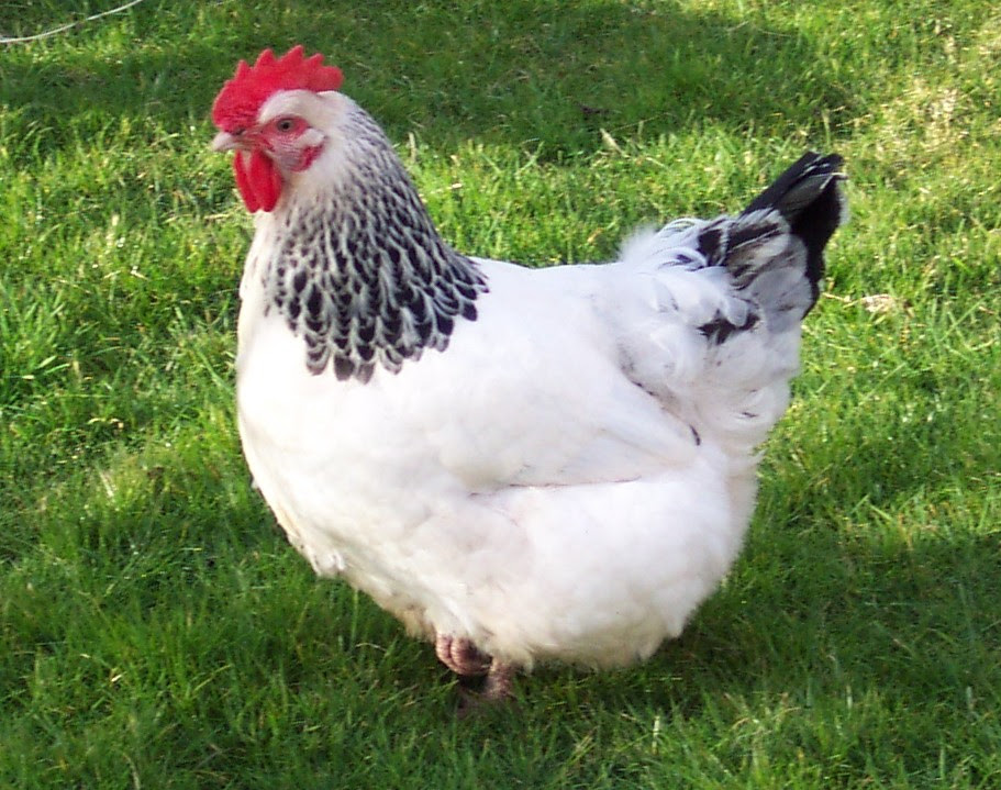 Sussex chicken  Wikiwand