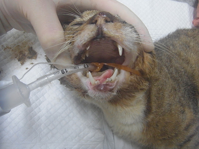 事故猫のキジ君 猫の手募金 新潟動物ネットワーク