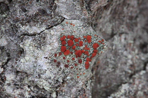 Ophioparma rubricosa