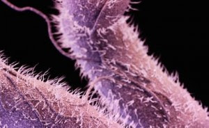 ResistantSalmonellaFeatured