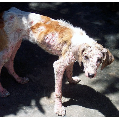 Fox Sarcoptic Mange Control 50ml