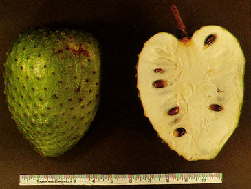 http://upload.wikimedia.org/wikipedia/commons/a/a8/Soursop_fruit.jpg