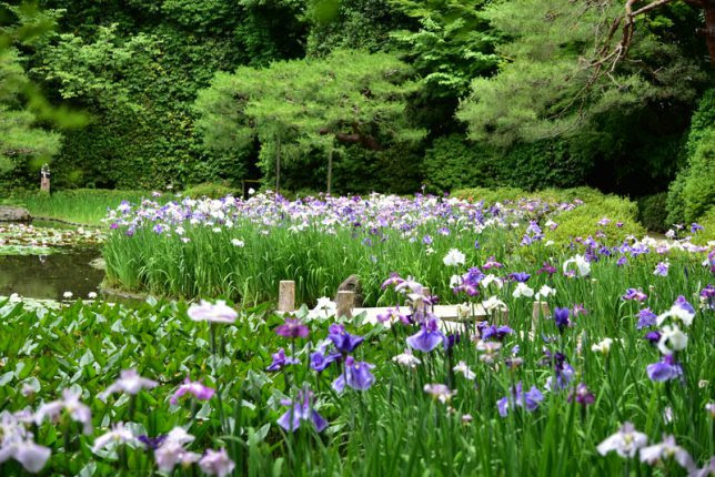 平安神宮神苑 18年6月上旬 花と緑を求めて