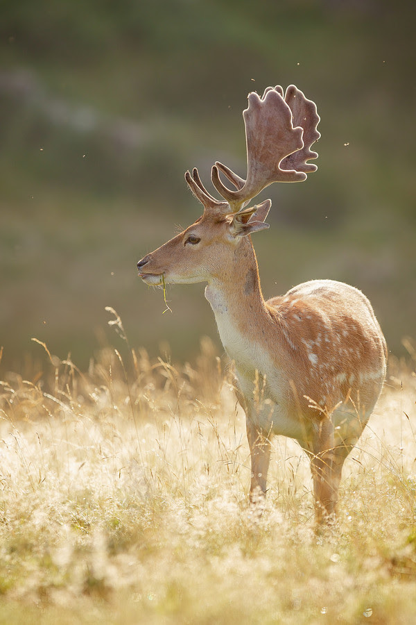 500px favs, rg443
