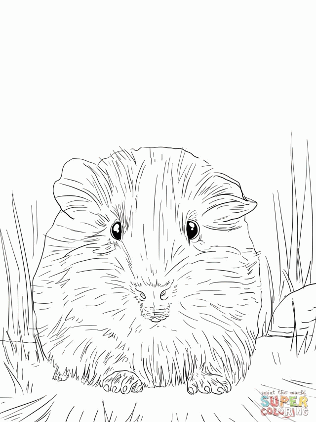 Ausmalbilder Meerschweinchen Clip Art Library