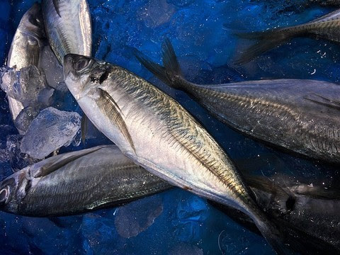 アジの寄生虫と対策 海水魚の種類と釣り方