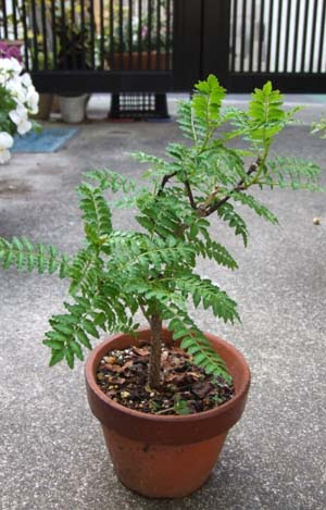 サンショウ 鉢植えの育て方