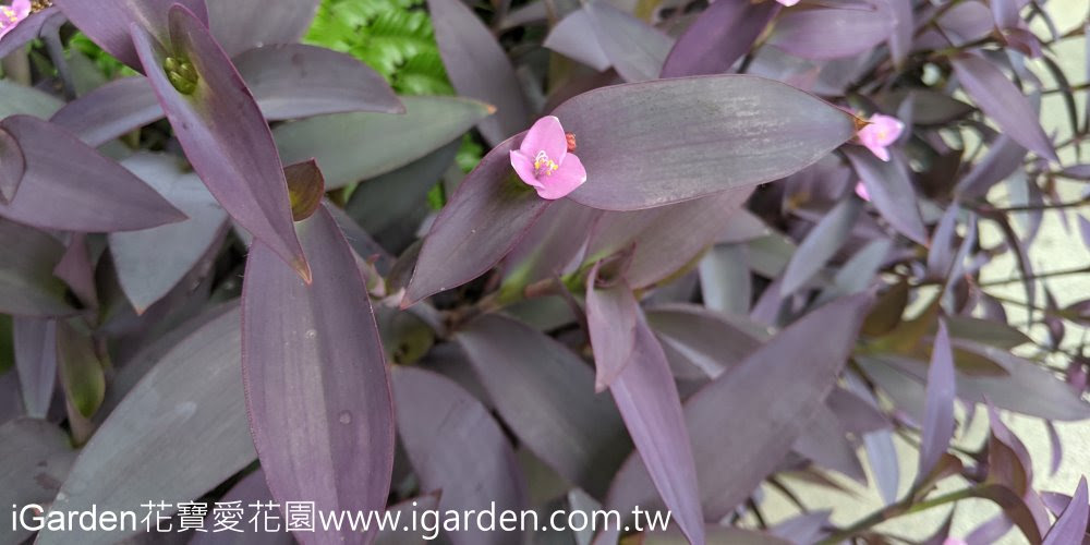 第824回花謎擂台 | iGarden花寶愛花園