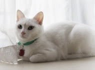 猫钩虫病-波奇网百科大全