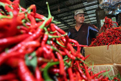 Ambon, Malukupost.com - Harga cabai merah biasa yang ditawarkan pedagang di tiga lokasi pasar tradisional Kota Ambon, Maluku, kini mulai bergerak turun setelah tiga hari yang lalu naik cukup tajam. Pantauan di lokasi pasar Mardika dan Gotong Royong, Sabtu (7/1) pagi, para pedagang mulai menurunkan harga cabai rawit biasa dari Rp120.000 menjadi Rp80.000/kg, dan cabai keriting turun dari Rp40.000 menjadi Rp26.000/kg. Ada dua macam cabai rawit, ada yang kecil pedas itu harganya masih mencapai Rp90.000/kg, kalau yang biasa ini turun sejak kemarin sore menjadi Rp80.000/kg, sedangkan eceran Rp10.000/cupa (ukuran kaleng susu manis).