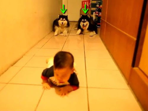 赤ちゃん師匠に従うハスキー犬2匹 マネしてハイハイ 動画 らばq