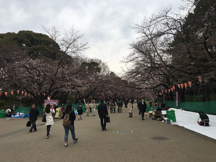 上野公園 桜の開花情報 ３月３１日 山笑海笑のブログ