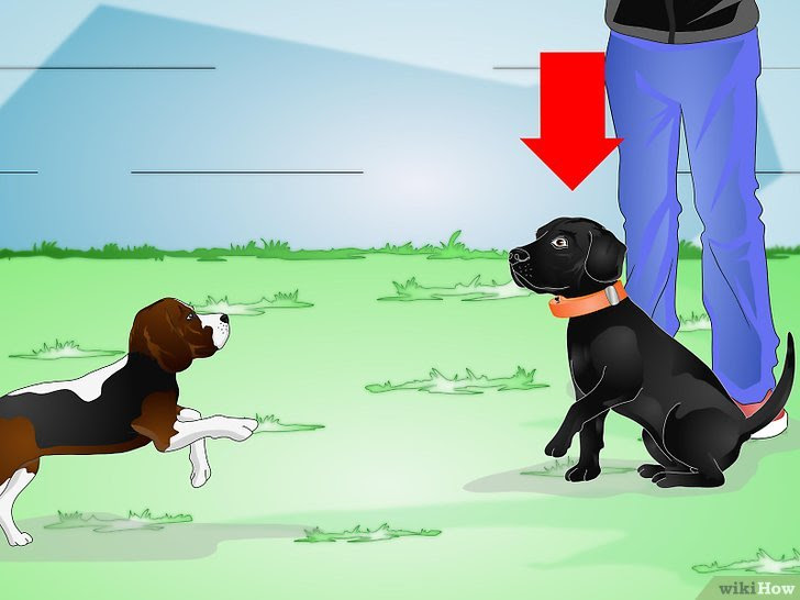 Use an Electronic Dog Training Collar Step 8.jpg