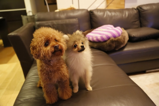 ペット可物件で途中から飼い始める場合｜国分寺・小金井の賃貸情報なら 