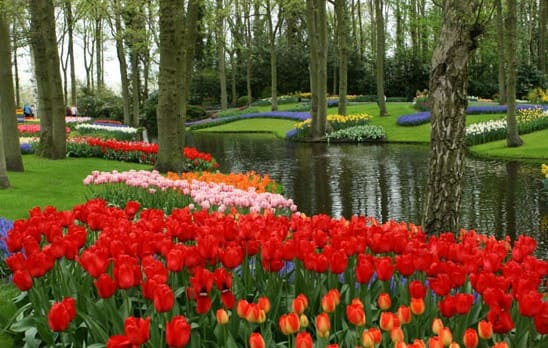 Gambar taman bunga tulip terbesar di dunia di Keukenhof Gambar taman bunga tulip terbesar di dunia di Keukenhof