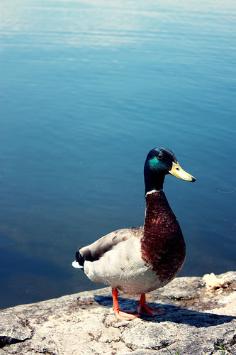 19/365 - ducky - 11:37am