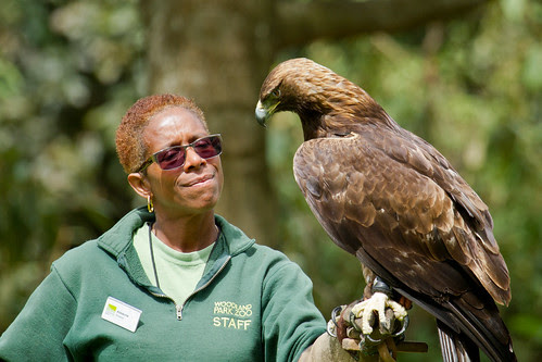 Golden Eagle