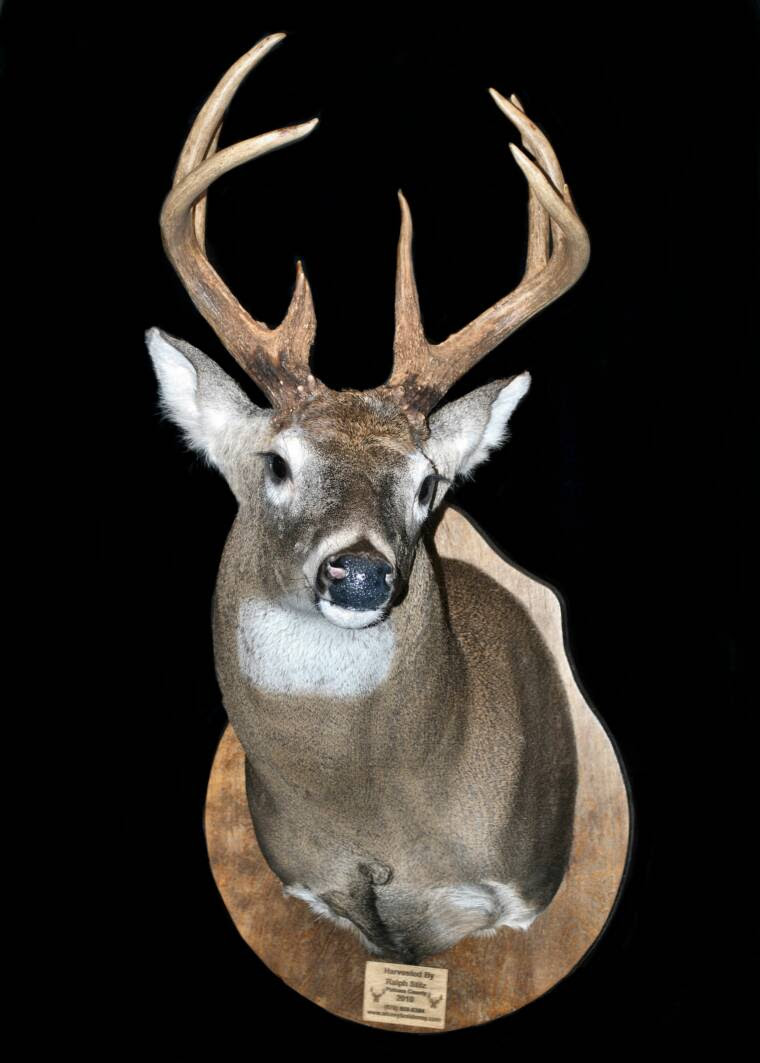 Gallery-Whitetail-Deer - 760 x 1063 jpeg 64kB