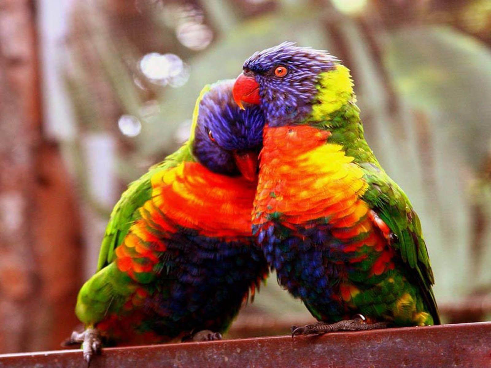 Love Bird Wallpapers - Wallpaper Cave
