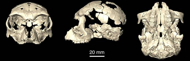 Reconstrucción 3D del cráneo.