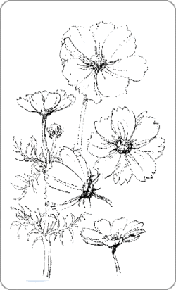 秋桜 塗り絵で癒し 風景画 花の絵