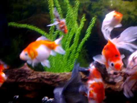 large fancy goldfish aquarium - youtube