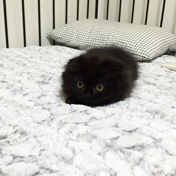 Meet Gimo, The Cat With The Biggest Eyes Ever | Bored Panda