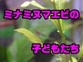 エビ 赤ちゃん 水槽 406968-エビ 赤ちゃん 水槽