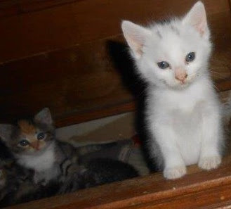 Feral Cat Behavior | Blogging about feral cats and life in ...