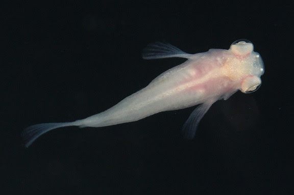 上見のススメ メダカ 神畑養魚株式会社