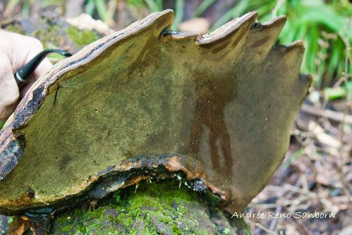 Artist's Fungus (Ganoderma applanatum)-4.jpg
