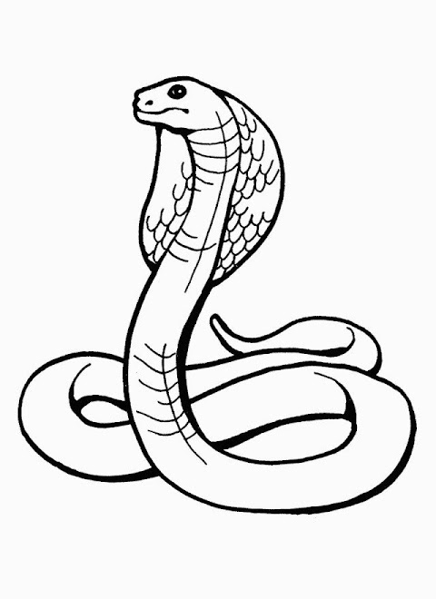 gambar ula hitam putih